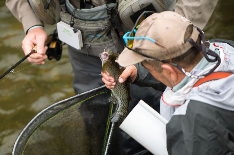 control verifica tamaño trucha