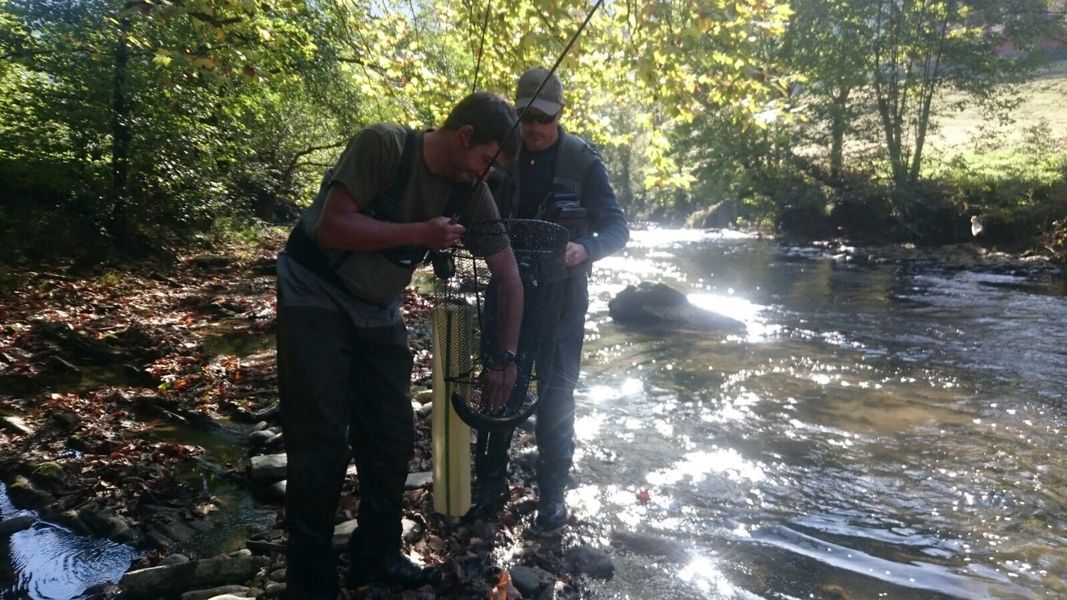 trucha-comun-repoblada-pescada-rio-araxes