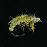 Ninfa de larva de ryacophila - P8