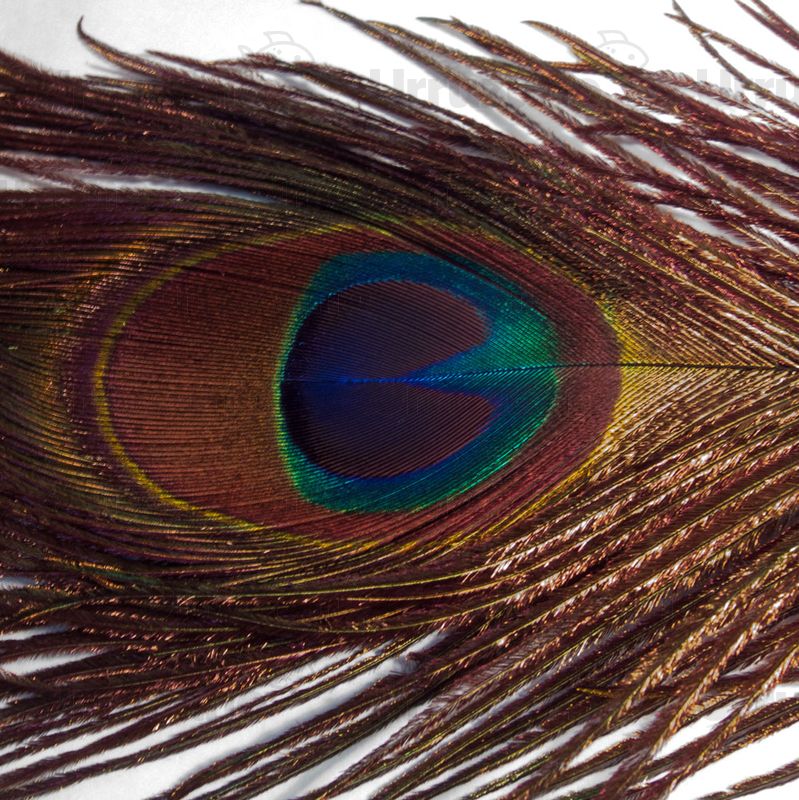 Por qué la pluma del pavo real tiene ojos? - 800Noticias