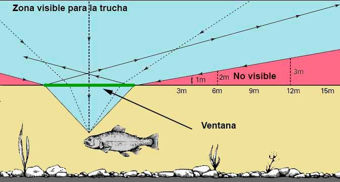 angulo vision de la trucha