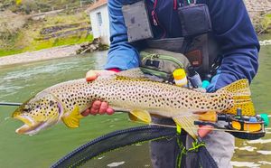 Grandes capturas en el Campeonato de Euskadi de Pesca a Mosca 2025