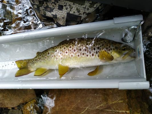 Campeonato pesca a mosca de Gipuzkoa 2024