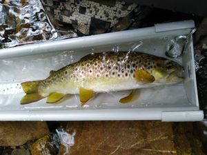 Campeonato pesca a mosca de Gipuzkoa 2024