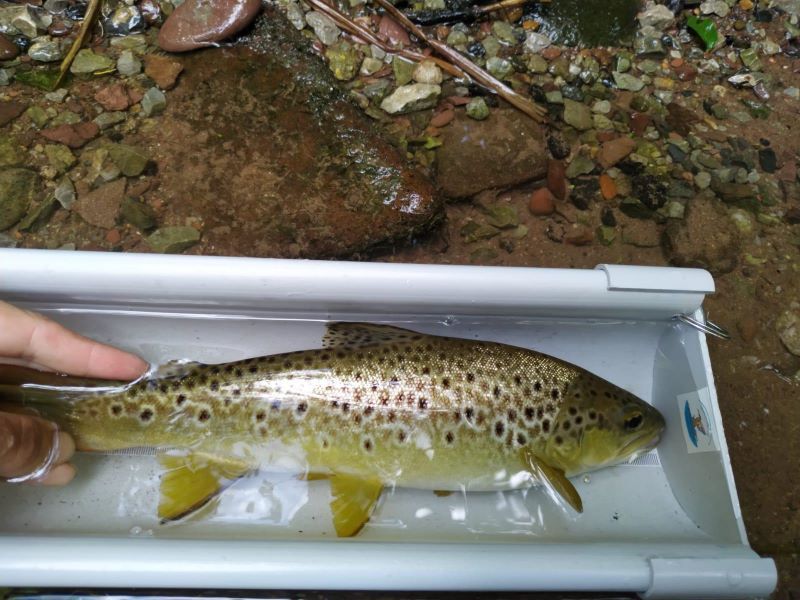 campeonato-pescando-pesca-mosca-00