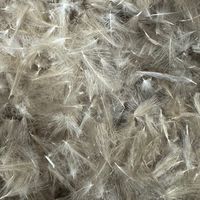 Pluma de CDC URZ - 3Gr.