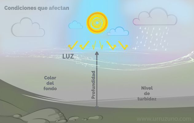 Cómo ven las truchas, cómo sacar provecho a tus moscas