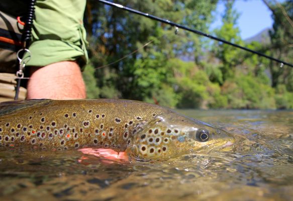 Las condiciones climatológicas y la pesca de las truchas