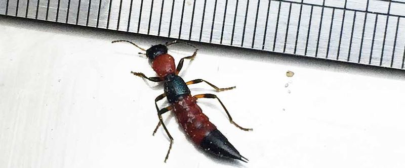 escarabajo falangista