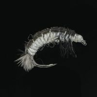 Ninfa de Larva de Hydropsche Grey -P10