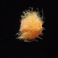 Mini Egg FAB Orange-L108