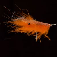 Oeland Shrimp Orange-S31