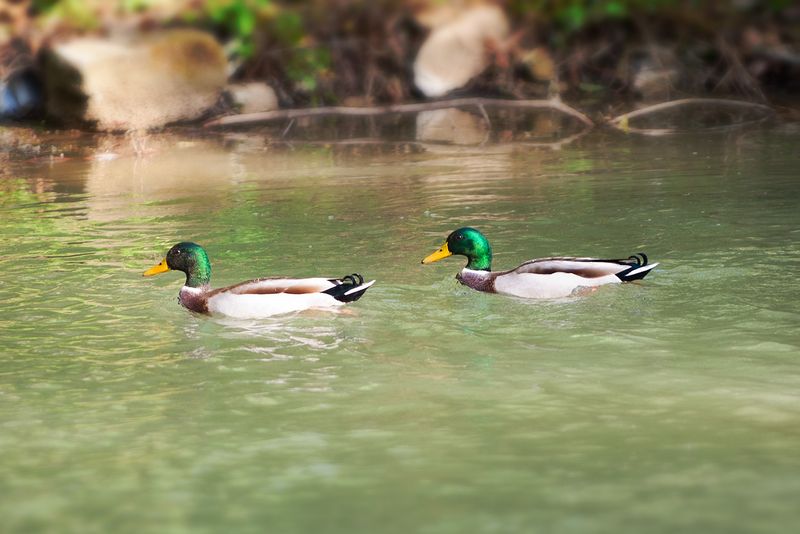 patos fauna  rio araxes