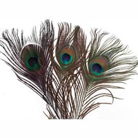 Peacock Eye Panicfly