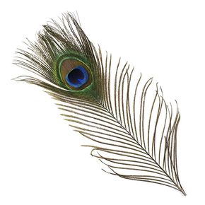 Plumas Ojos pavo real