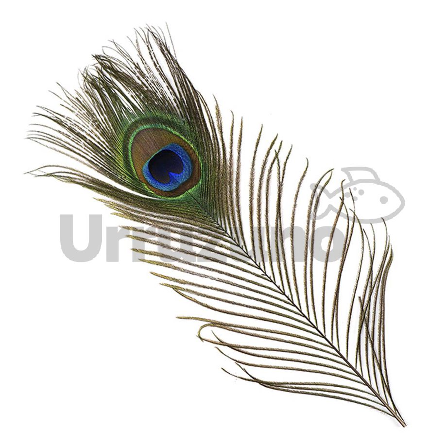 Plumas Ojos pavo real - Tienda pesca a mosca