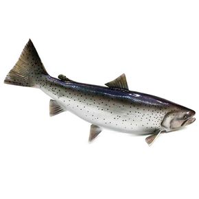 Réplica de salmón atlantico de 85 cm.