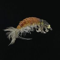 Ninfa de larva de Hydropsyche - P9