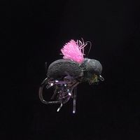 Escarabajo Procter Beetle Pink - TE24