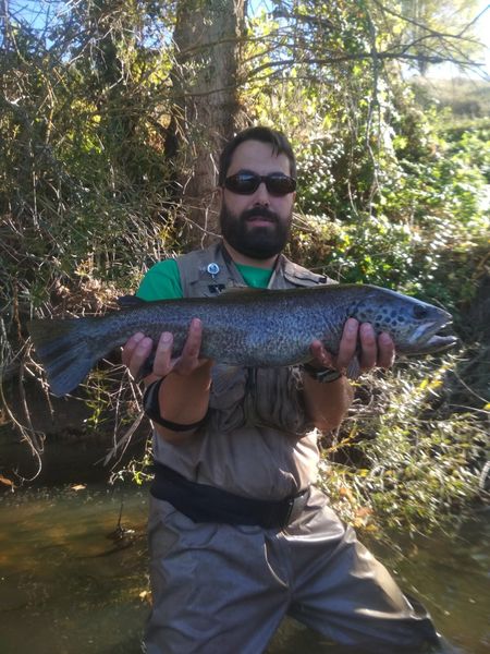 trucha-comun-mayor-tamaño