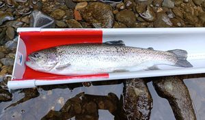 XV Open pesca mosca Tolosako Arrantzaleak